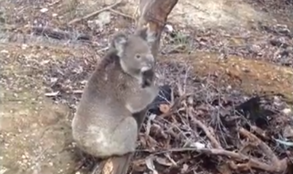 Studenter, koala, Räddas, Två